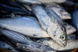 © Heri Mardinal - Fresh tuna sale at traditional seafood market