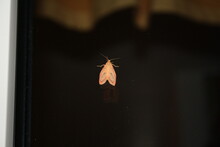 Rosy Footman Moth (Rosenmotte) On Window