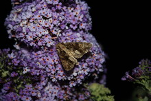Huge Moth On Purple Flower