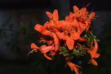 Orange Flowers Of Crossvine Plant (Bignonia Capreolata)