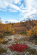 Autumn colors of Finnmark region of Norway