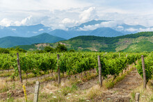 Vineyards In The Alazani Valley