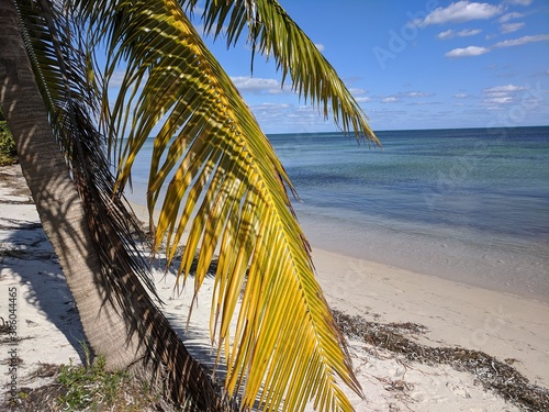 Fotomural Shady palm tree beachside in the Florida Keys.