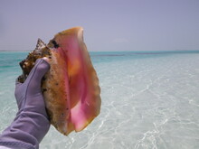 Conch Shell Found On White Sand Bonefish Flats