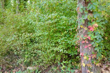 Red autumn leaves on a green wood forest bush landscape in the woods