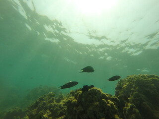 Wall Mural - under water