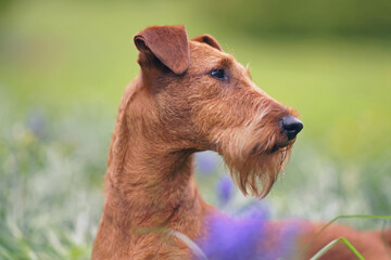 The portrait of a cute Irish Terrier dog posing outdoors in spring