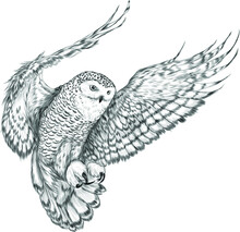 Owl In Flight Northern Black White Vector Illustration