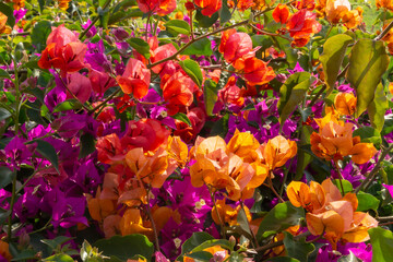 Bougainvilleas. Bugambilia, papelillo, Napoleón, trinitaria, veranera y brisa o santa Rita. Detalles de color vibrante.