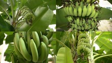 Four Screen Sense Of Close Banana Tree In Nature Wide