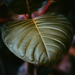 photo of artistic leaves in the nature