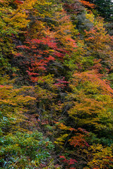 Canvas Print - Mt. Iwate in Iwate, 2020.