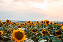 View Of Sunflowers Field