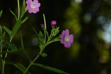 Canvas Print - Fireweed Tea (Epilóbium hirsútum) blooms beautifully in the summer garden.