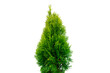 Thuja occidentalis smaragd isolated on white background with clipping path. Green thuja isolated on white background. Evergreen coniferous tree. Cypress thuja