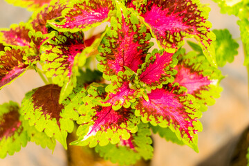 Wall Mural - Coleus, Painted nettle