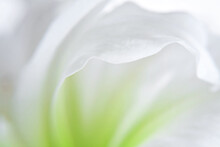 White Flowers Background. Macro Of White And Green Petals 