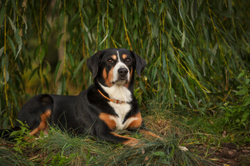 Wall Mural - entlebucher sennenhund dogs outdoor