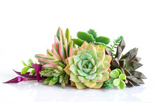Arrangement Of Green Purple And Pink Echeveria Succulent Plants On White Table Top Background