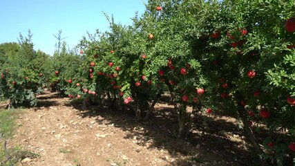 Wall Mural - Pomegranate fruit. Fresh and ripe red pomegranate and green pomegranate garden on the branch of the tree. Organic Bio fruits close-up. 4K UHD video.