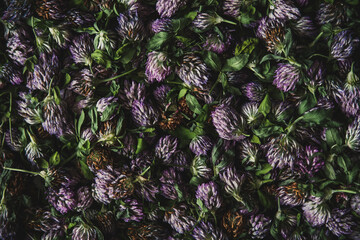 purple and green leaves. texture of purple meadow clover flowers and green leaves. purple clover with leaves on the table. purple clover flower pattern