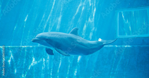 Fotografía bottlenose dolphin swims happy in big aquarium