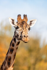 Wall Mural - Rothschild’s giraffe with blue sky and and autumn toned foliage background