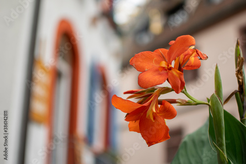 Cuadros en Lienzo Endingen Baden-Württemberg Blumen unscharfer Hintergrund