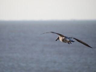 Fledgling Herring Gull flying over the North Sea on a calm day. 