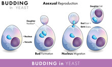 Budding In Yeast Vector Illustration. Asexual Reproduction Saccharomyces. Infographic Of Yeast Bud Formation With Nucleus Vacuole. 