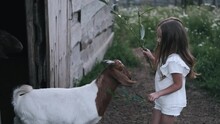 Preschool Girl Feeding Goats On A Farm. Kid Is Happy To Play With Domestic Animals On Goat Farm.