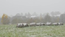 The First Snow Falls On The Field And The Forest And The Village