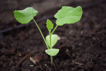 growing butternut squash seedlings