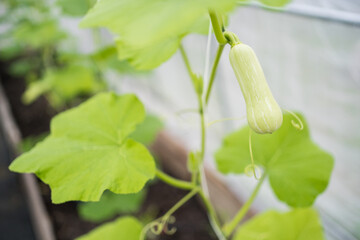 butternut squash young fruit 