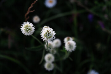 flower of a thistle