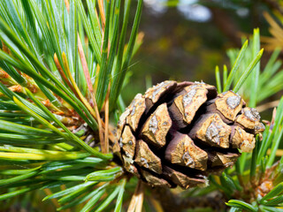 Wall Mural - Close up of a pine cone on a branch