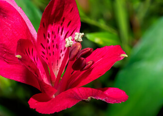 Wall Mural - Close up of a pink hibiscus flower