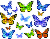 Fototapeta Motyle - Danaus plexippus butterfly vector image for web design and print