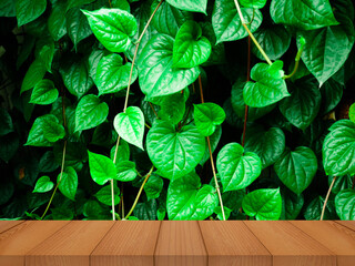 Wall Mural - green leaves on wooden background