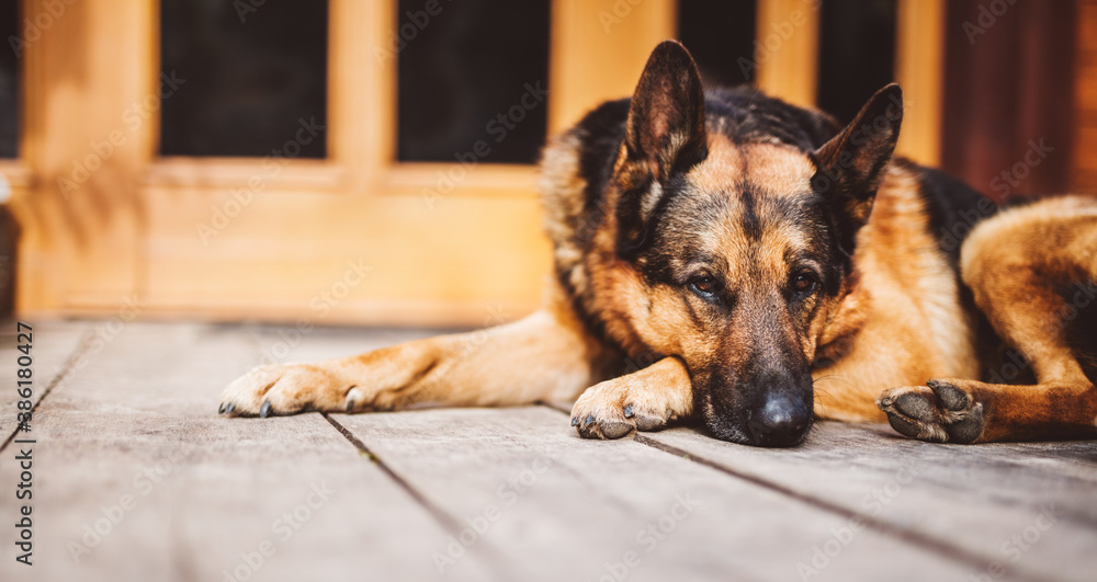 German Shepherd dog lying in front of house. - obrazy, fototapety, plakaty 