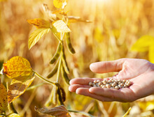 Ripe Soy Beans In Human Hand With Dry Pods At Background Evening Sunset Summer Time