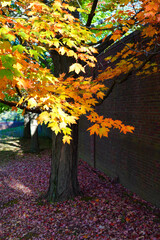 Wall Mural - Colorful golden and red foliage of a maple tree in autumn