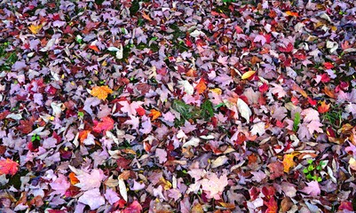 Wall Mural - Colorful maple foliage fallen on the ground in fall