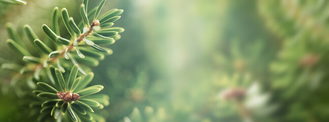 Wall Mural - beautiful green fir tree branches close up. christmas and winter concept.