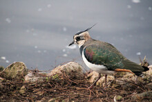 A Lapwing By The Waters Edge