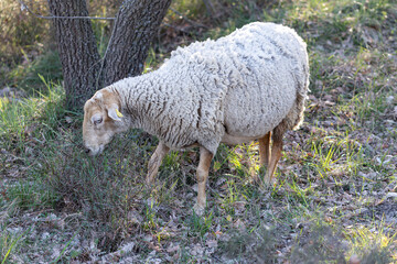 young sheep free in the field