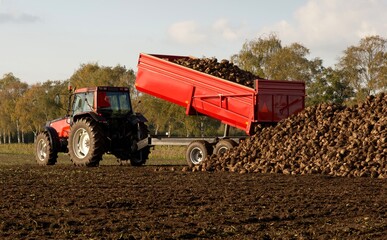 Red tractor with flatbed trailer, harvesting beets on a sunny day in autumn in the The Netherlands. Horizontal, landscape, color photography. 