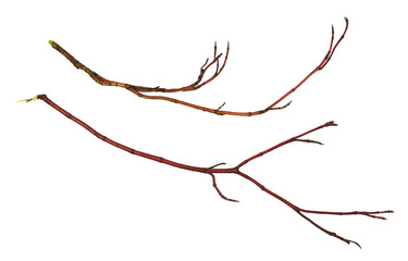 set of dry red twigs