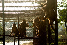 Many Of The Monkeys Are In Captivity Waiting To Be Done, They Control The Population.