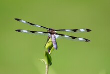 Twelve Spotted Skimmer Dragonfly With Green Background